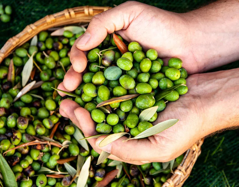 Cupped hands holding freshly harvested green olives over a basket.