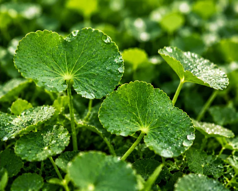 Dew-covered Centella asiatica leaves.