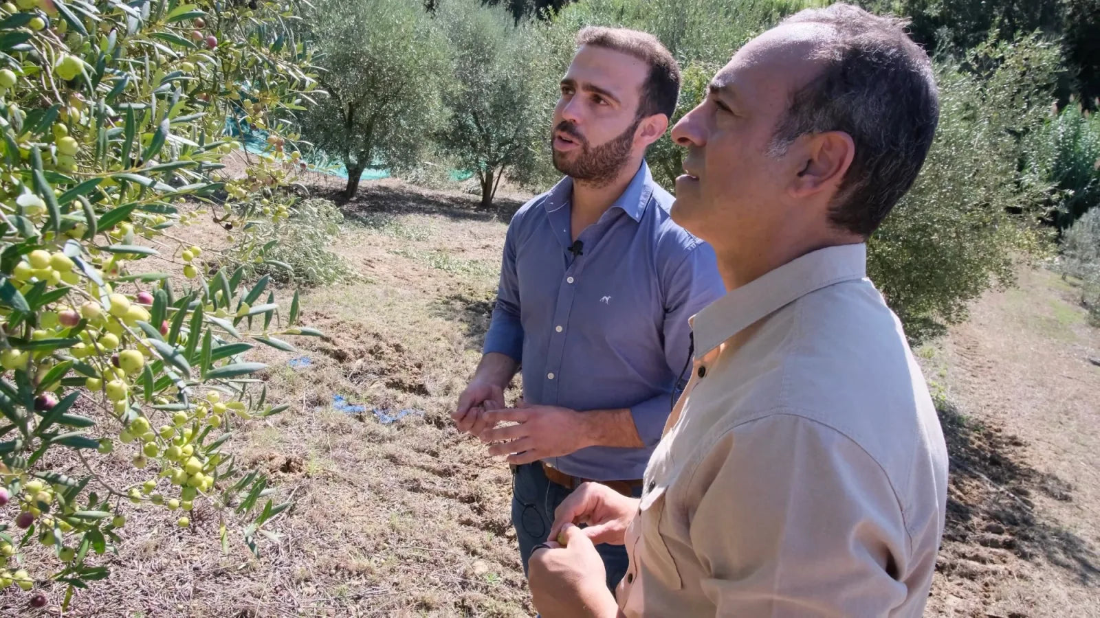 Nader Akhnoukh and an olive producer talking among the olive trees.